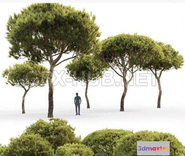 1203674 - FURNITURE 3D MODELS - Pine Italian Pinea Pinus Pinea # 4 (4.8-9.2m)