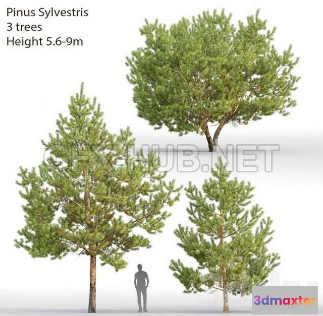 1203684 - FURNITURE 3D MODELS - Pinus Sylvestris # 28 (5.6-9m)