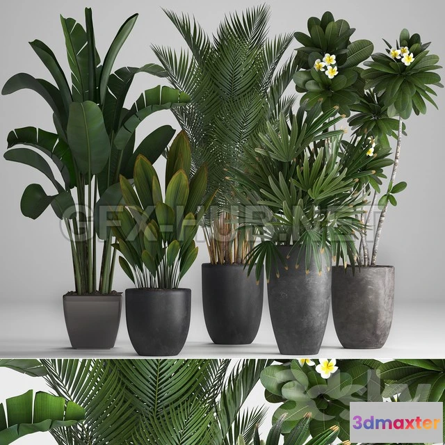 1203708 - FURNITURE 3D MODELS - Plant Collection 256