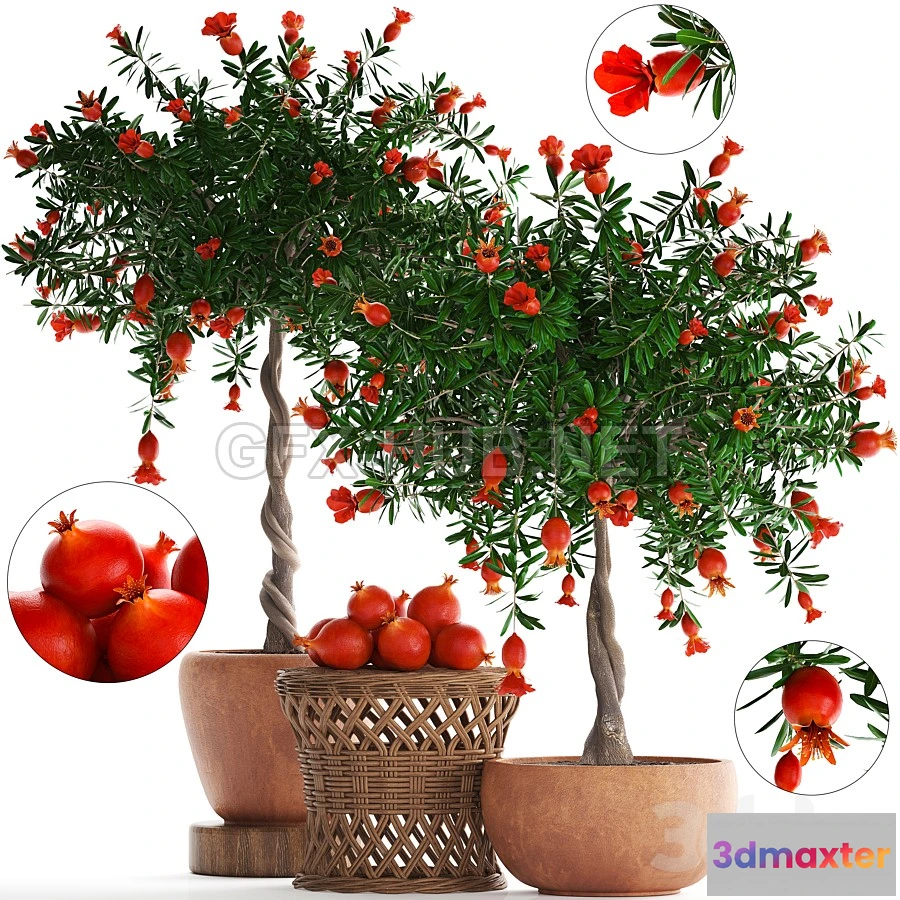 1203710 - FURNITURE 3D MODELS - Plant Collection 264. Pomegranate
