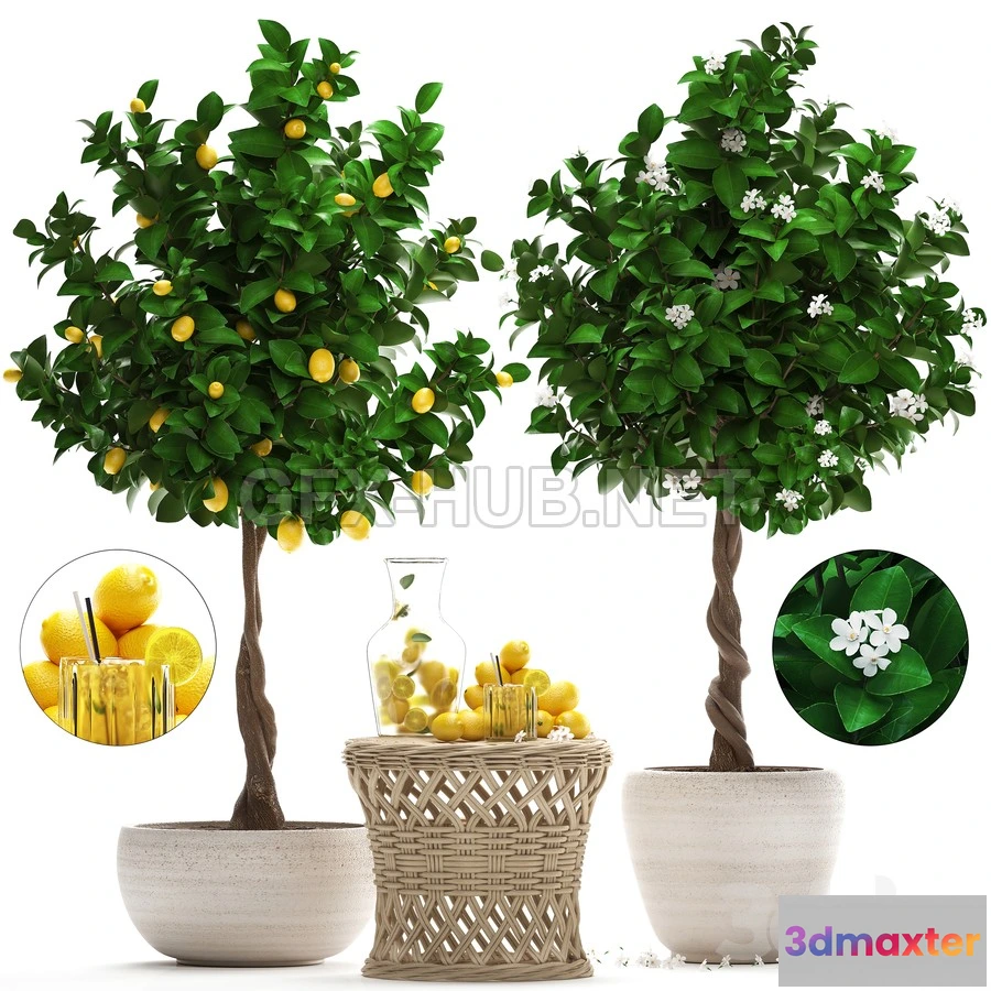 1203712 - FURNITURE 3D MODELS - Plant Collection 265. Citrus limon