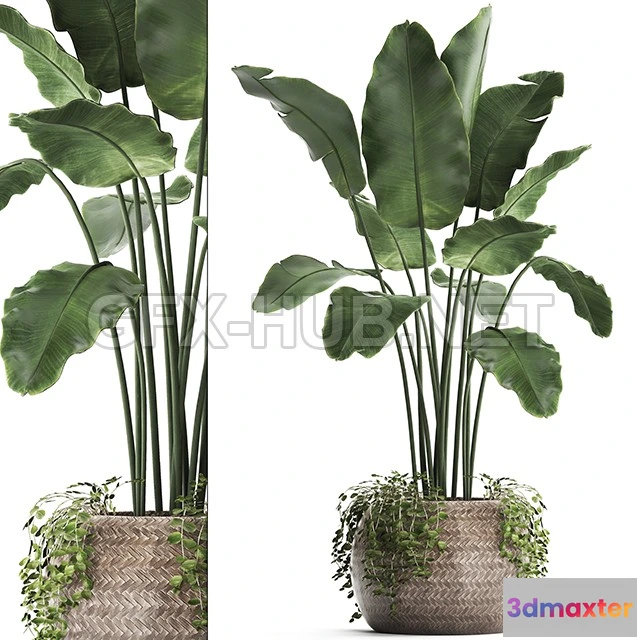 1203726 - FURNITURE 3D MODELS - Plant Collection 412 Banana