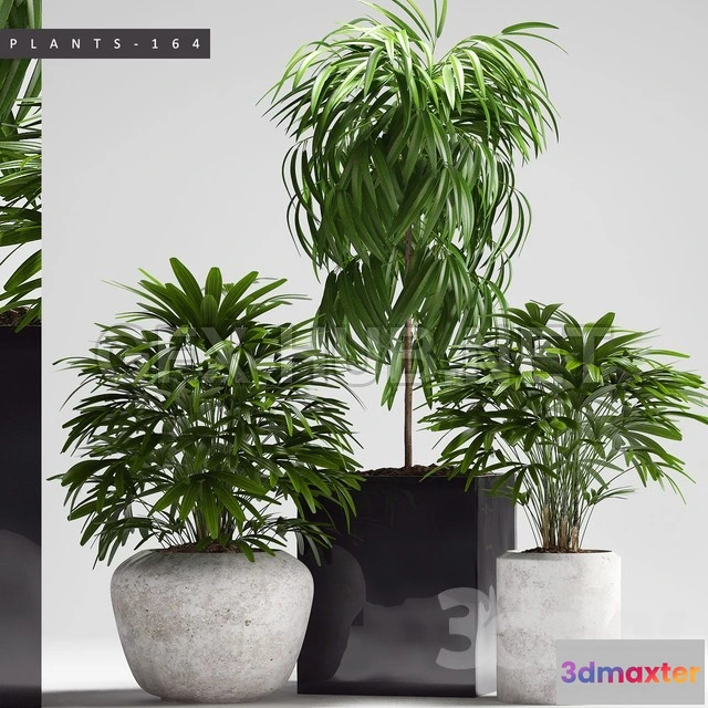 1203762 - FURNITURE 3D MODELS - PLANTS 164