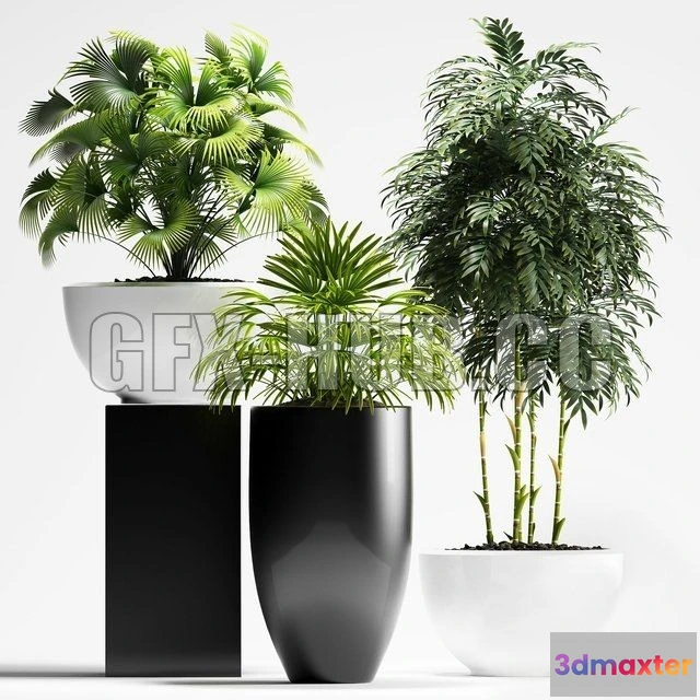 1203772 - FURNITURE 3D MODELS - Plants 195
