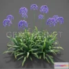 1203796 - FURNITURE 3D MODELS - Plants Agapanthus