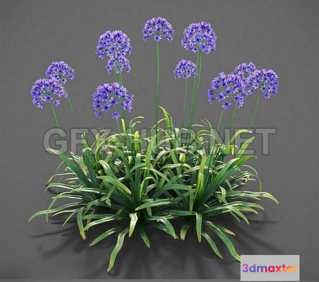 1203796 - FURNITURE 3D MODELS - Plants Agapanthus