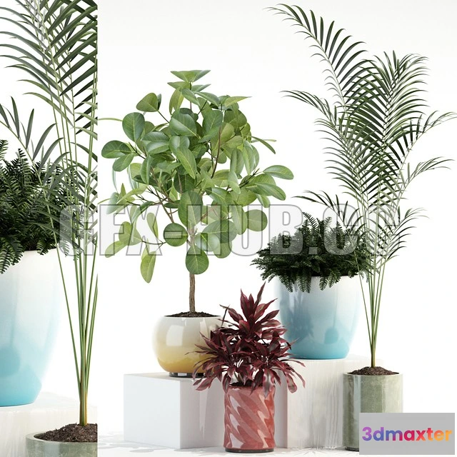 1203824 - FURNITURE 3D MODELS - Plants Collection 92 (ficus, dracaena, palm)