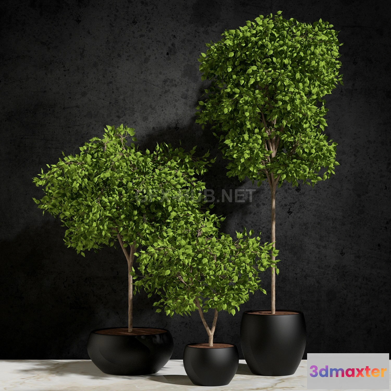 1203826 - FURNITURE 3D MODELS - Plants Ficus Benjamin