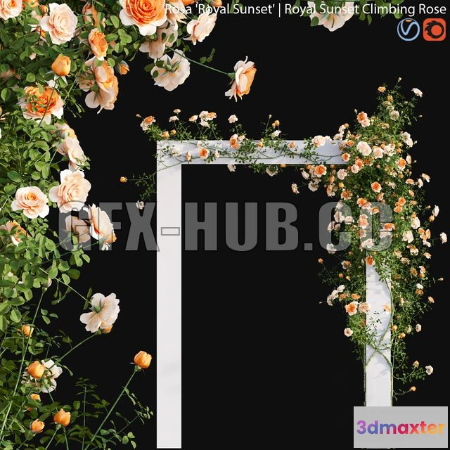 1204128 - FURNITURE 3D MODELS - Royal Sunset Climbing Rose 01 (peach-colored)