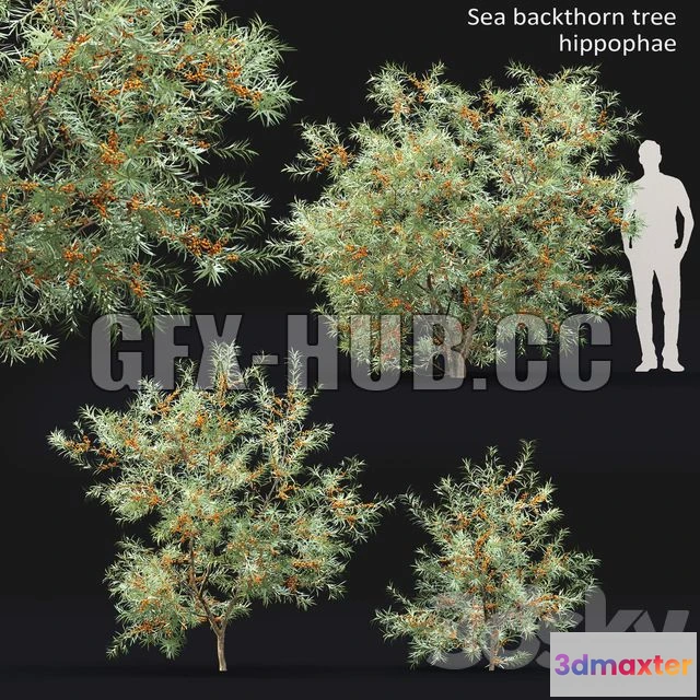 1204226 - FURNITURE 3D MODELS - Sea Buckthorn 1
