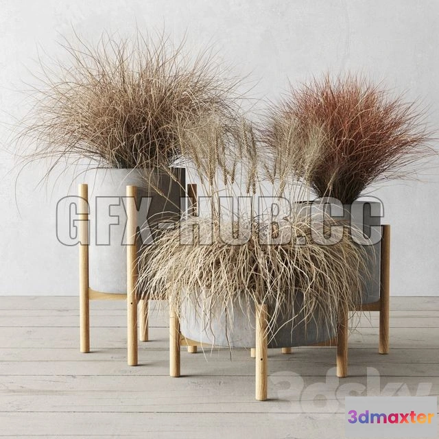 1204236 - FURNITURE 3D MODELS - Sedge in Concrete Pots