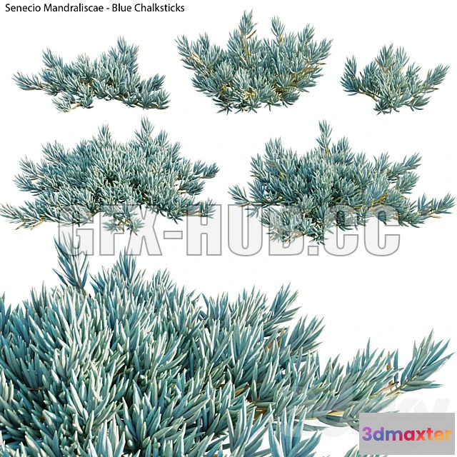 1204246 - FURNITURE 3D MODELS - Senecio Mandraliscae