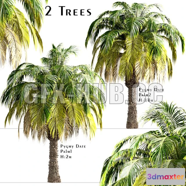 1204286 - FURNITURE 3D MODELS - Set of Pygmy Date Palm Trees