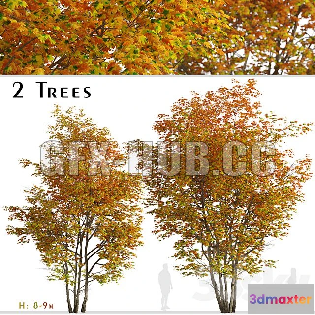 1204292 - FURNITURE 3D MODELS - Set of Silver Maple Tree