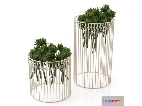 1204562 - FURNITURE 3D MODELS - Succulents