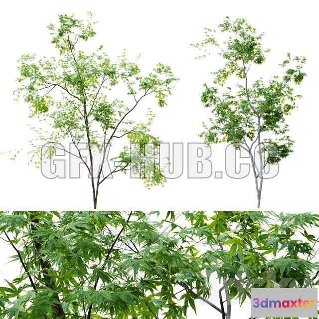 1204894 - FURNITURE 3D MODELS - Two young green tree