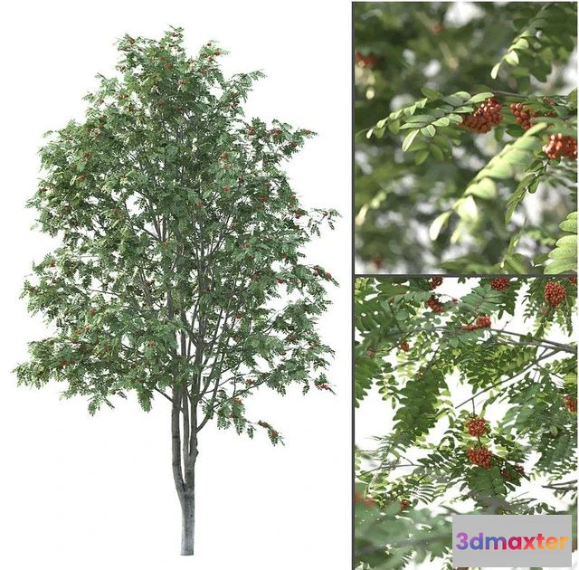 1562526 - Rowan 3D Max