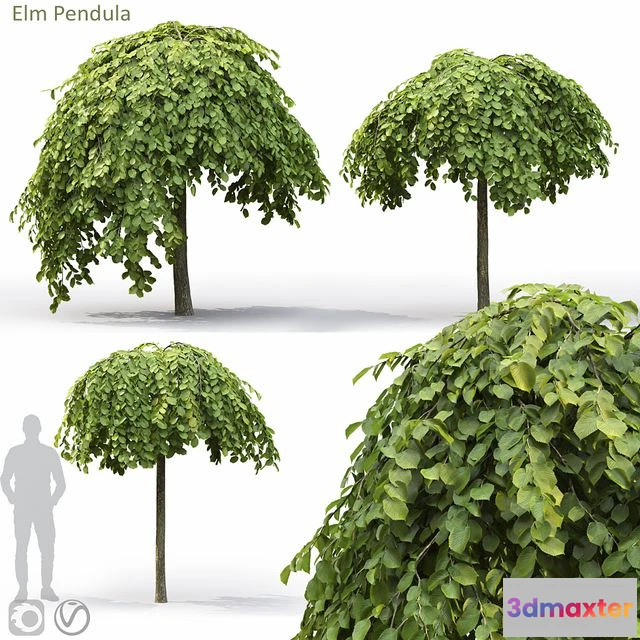 1567904 - Elm 3D Max