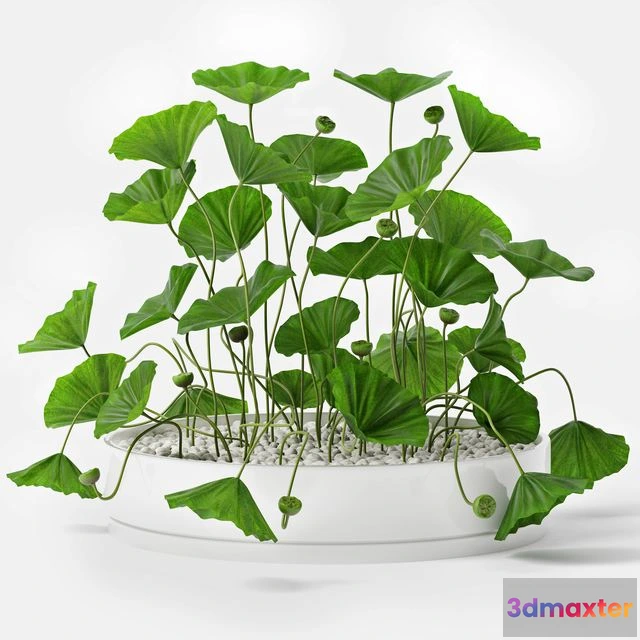 1569478 - Lotus 3D Max