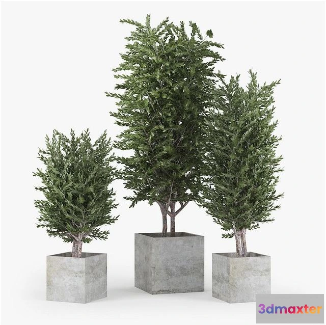 1558789 - Eucalyptus 3D Max