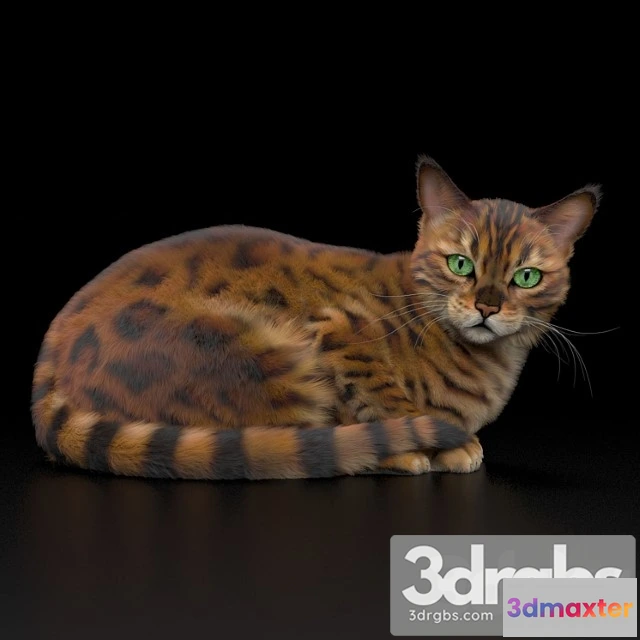 1002518 - Bengal Cat