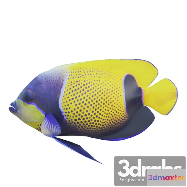 1002522 - Blue Girdled Angelfish Set 04