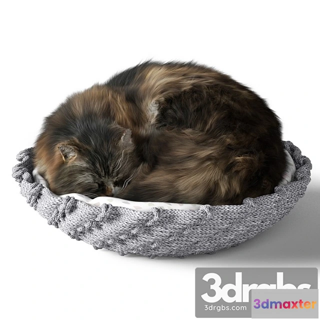 1002534 - Cat With Pillow