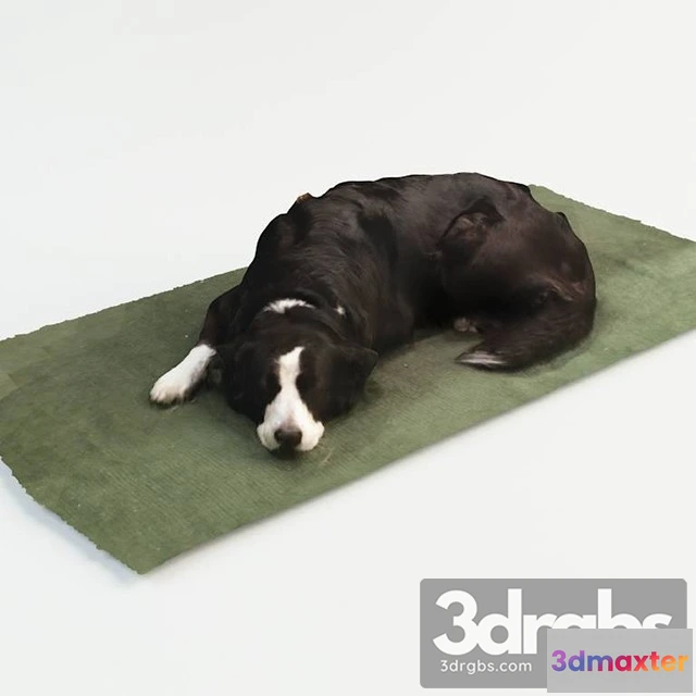 1002540 - Collie Dog