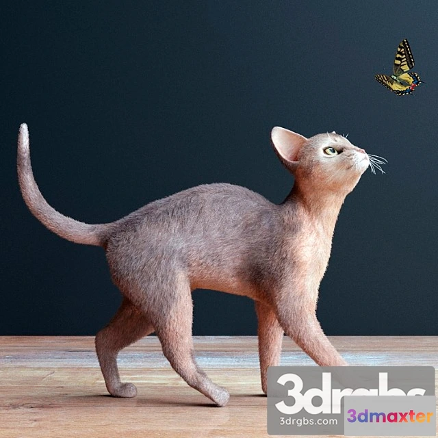 1002546 - Creature Abyssinian cat