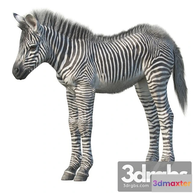 1002560 - Creature Baby zebra