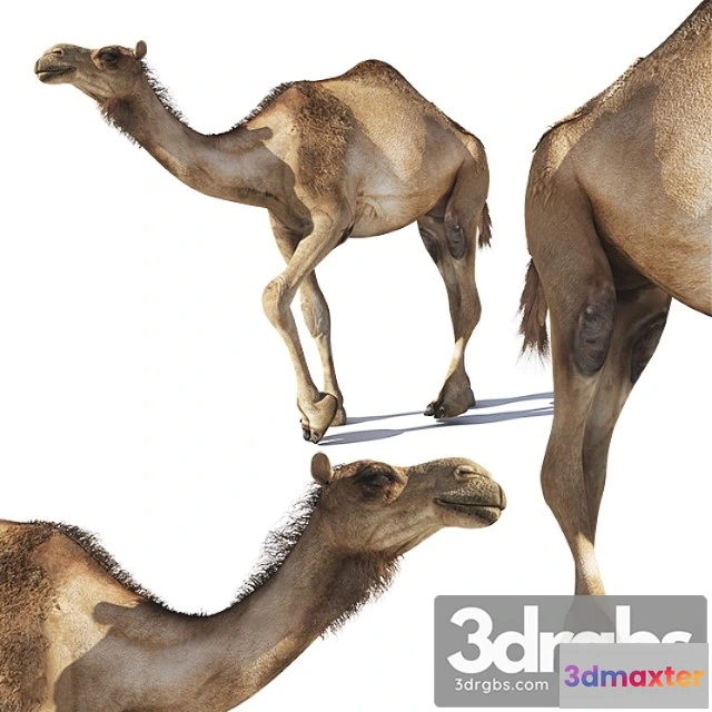 1002566 - Creature Camel