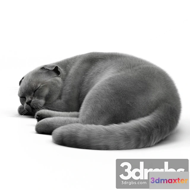 1002572 - Creature Cat 6 corona