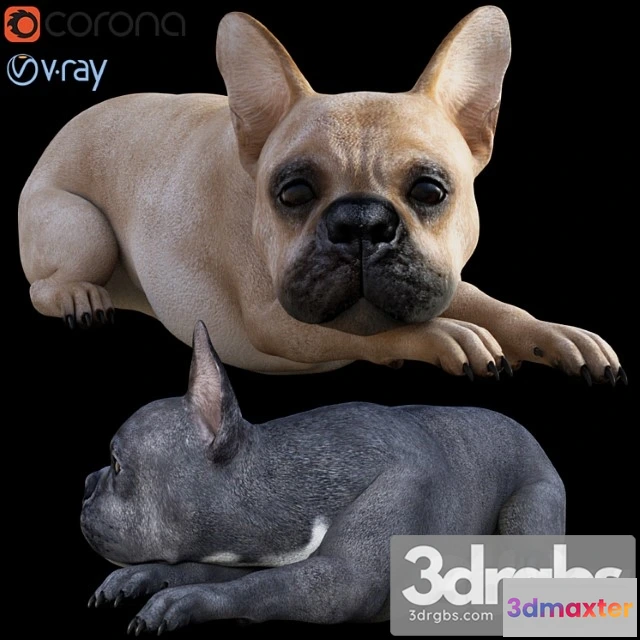 1002584 - Creature Dog Bull