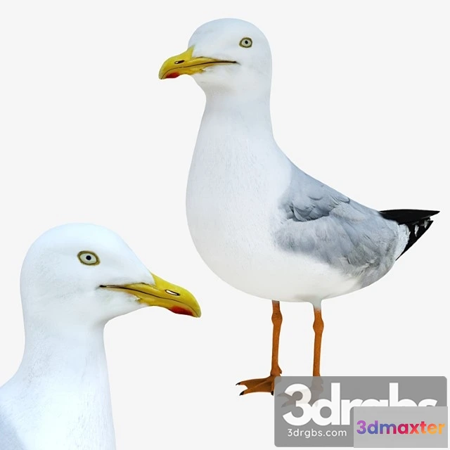 1002602 - Creature Gull