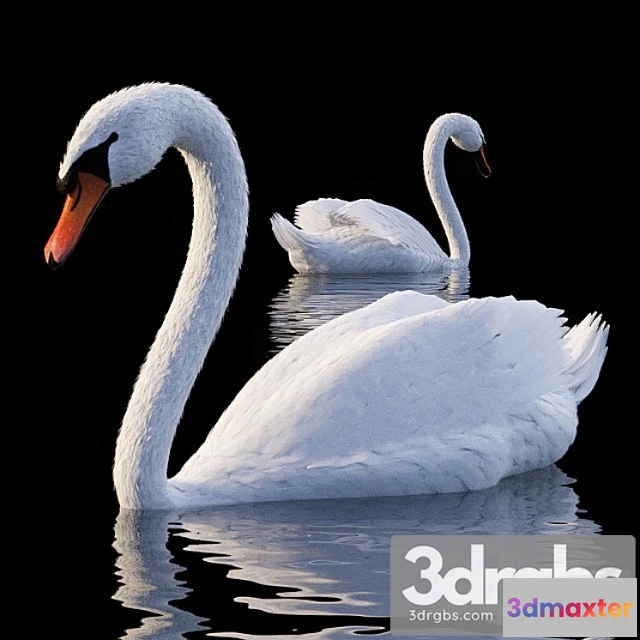 1002656 - Creature White swan