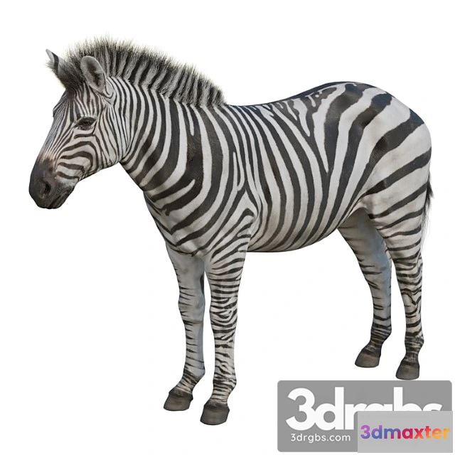 1002662 - Creature Zebra