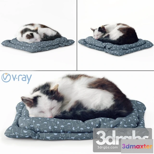 1002670 - Fluffy Cat