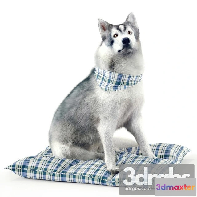 1002676 - Husky Husky