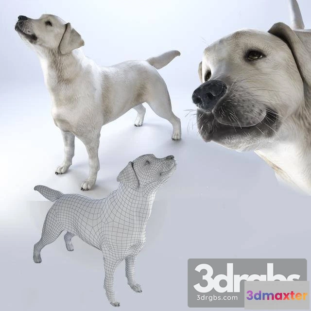 1002680 - Labrador Dog