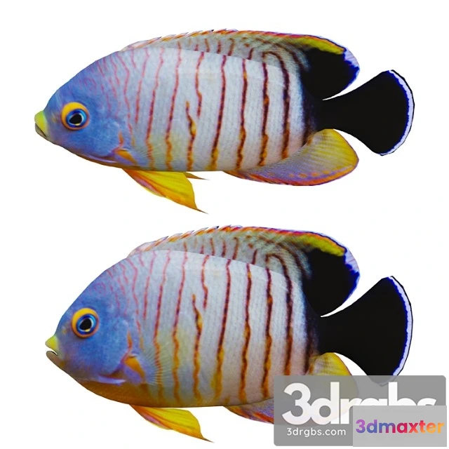 1002686 - Marine Fish