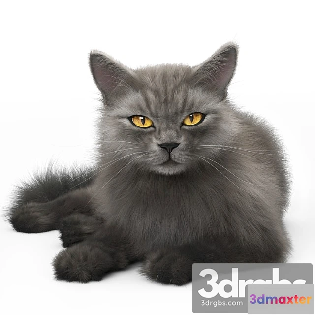 1056264 - Cat 4 corona