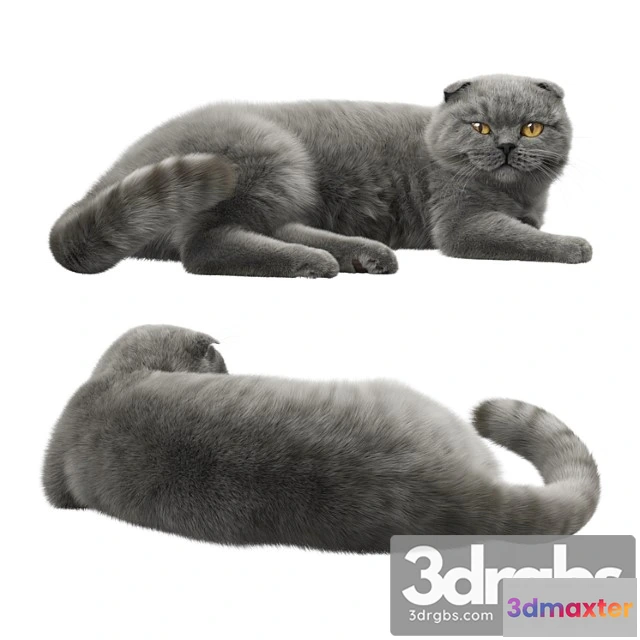 1056266 - Cat 7 corona