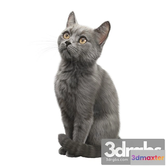 1056268 - Cat fedor corona