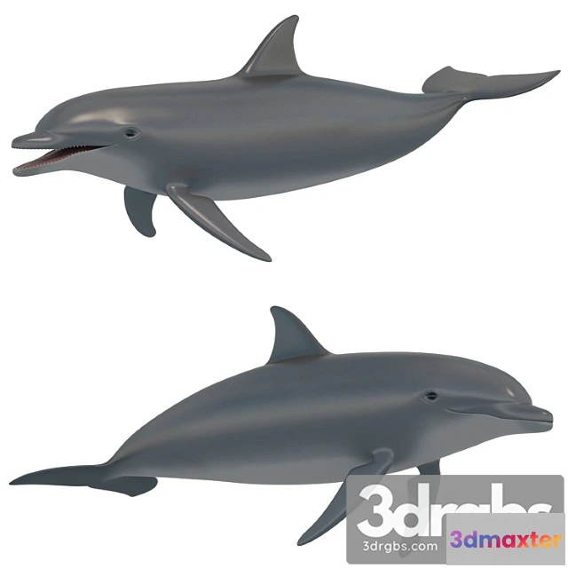 1056290 - Dolphin bottlenose dolphin