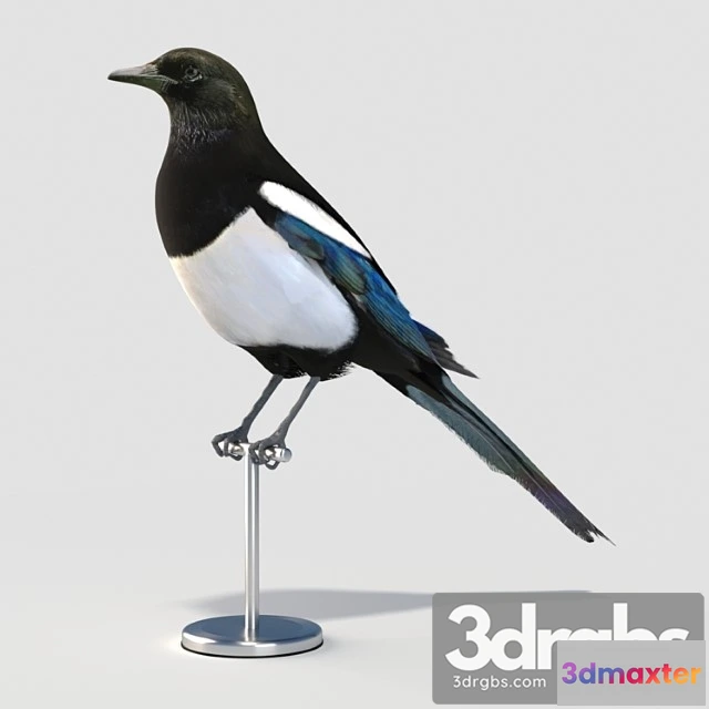 1056302 - Eurasian (common) magpie