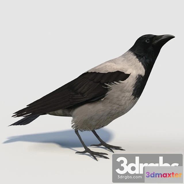 1056314 - Hooded crow (bird)