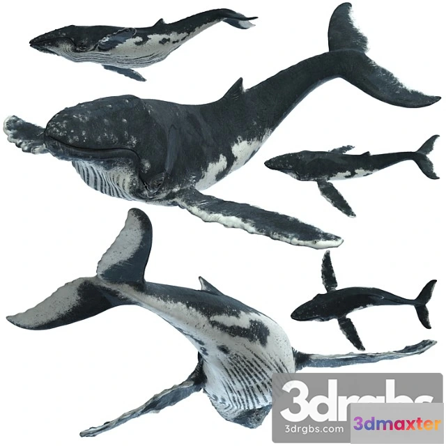 1056316 - Humpback whale