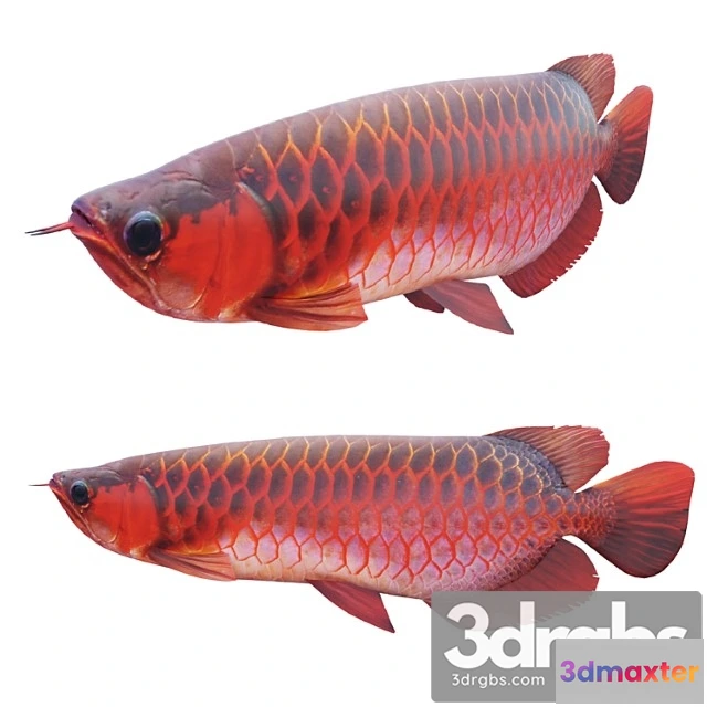 1056392 - Red dragon fish