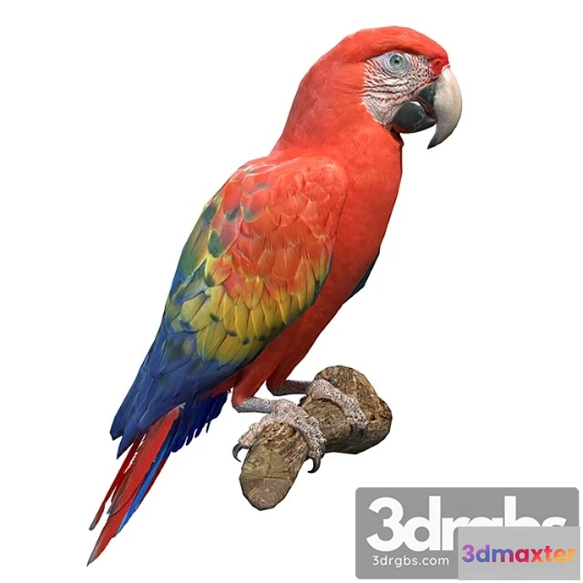 1056394 - Red macaw
