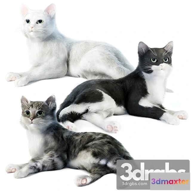 1056396 - Relaxing cat 1